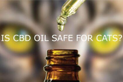 The Real Truth About CBD for Cats: What You Actually Need to Know