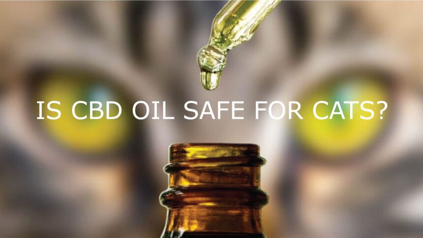 The Real Truth About CBD for Cats: What You Actually Need to Know