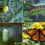 Monarch Butterfly: Facts, Migration, Life Cycle, and Habitat