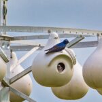 The Ultimate Guide to Finding the Best Purple Martin Houses for Sale