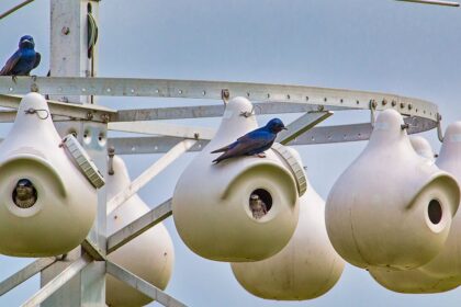 The Ultimate Guide to Finding the Best Purple Martin Houses for Sale