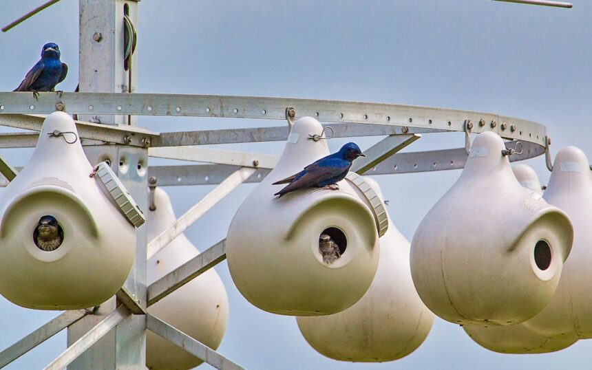 The Ultimate Guide to Finding the Best Purple Martin Houses for Sale