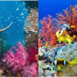 Coral Reef Explained: A Simple Guide to the Ocean's Most Colorful Ecosystem