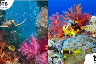Coral Reef Explained: A Simple Guide to the Ocean's Most Colorful Ecosystem