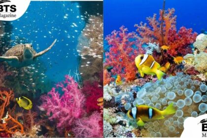 Coral Reef Explained: A Simple Guide to the Ocean's Most Colorful Ecosystem
