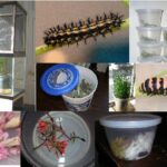 Caterpillar Housing Explained: Where and How Caterpillars Live