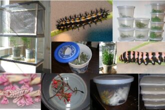 Caterpillar Housing Explained: Where and How Caterpillars Live
