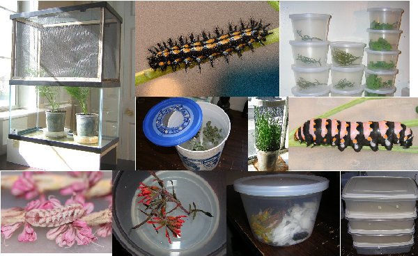 Caterpillar Housing Explained: Where and How Caterpillars Live