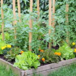 How to Start a Garden: A Simple Beginner’s Guide to Growing Your Own Food