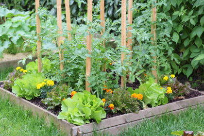 How to Start a Garden: A Simple Beginner’s Guide to Growing Your Own Food