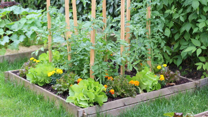 How to Start a Garden: A Simple Beginner’s Guide to Growing Your Own Food