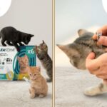 Best Dog Toys for Chewers: What Actually Works and Why Your Dog Will Love Them