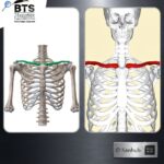 How Old Is Clavicular Bone Development — And Why It Matters More Than You Think