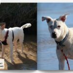 Mix Pitbull Husky: Everything You Need to Know About the Pitsky