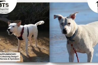 Mix Pitbull Husky: Everything You Need to Know About the Pitsky