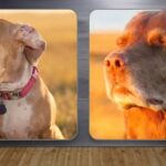 Dog Eyes Closed Meme: Why This Hilarious Meme Is So Popular