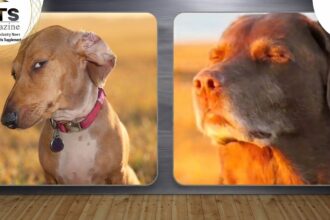 Dog Eyes Closed Meme: Why This Hilarious Meme Is So Popular