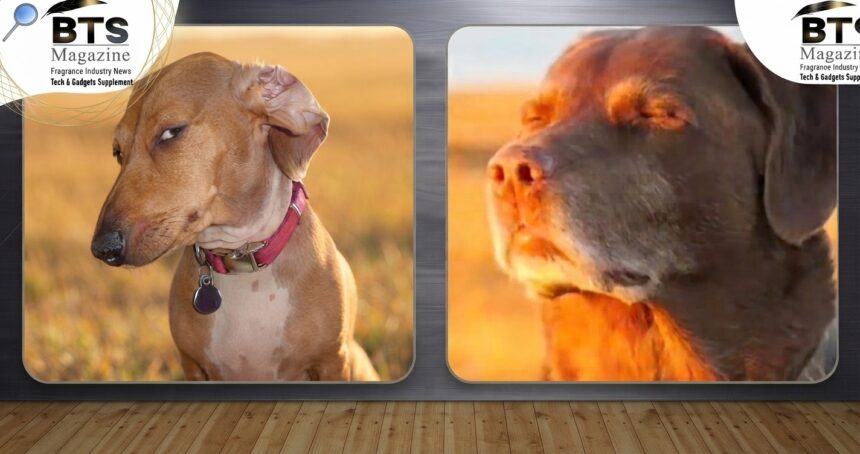 Dog Eyes Closed Meme: Why This Hilarious Meme Is So Popular