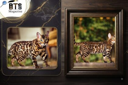 How to Care for a Bengal Domestic Cat: A Beginner's Guide